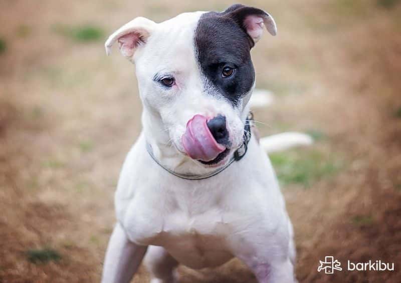 como se transmite la sarna en perros